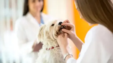 Veterinář zkoumá zuby malého psa při preventivní prohlídce.