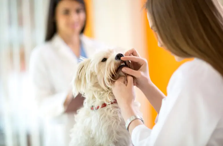 Veterinář zkoumá zuby malého psa při preventivní prohlídce.