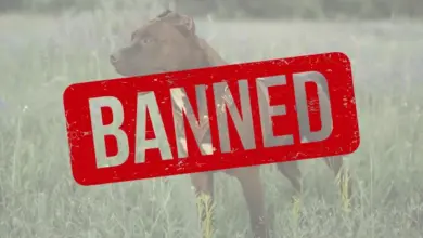 Hnědý pes v poli s červeným štítkem zakázáno