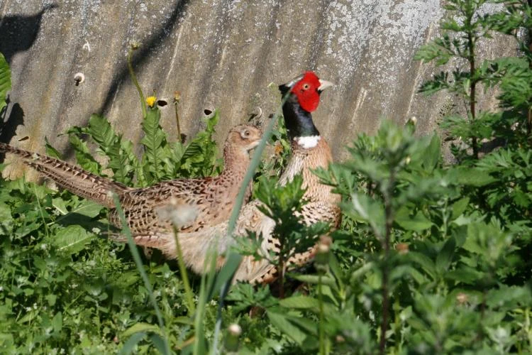Dva bažanti stojí mezi zelenou vegetací u plotu.