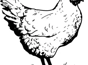 Ilustrace kuřete stojícího na trávě.