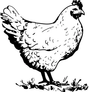 Ilustrace kuřete stojícího na trávě.