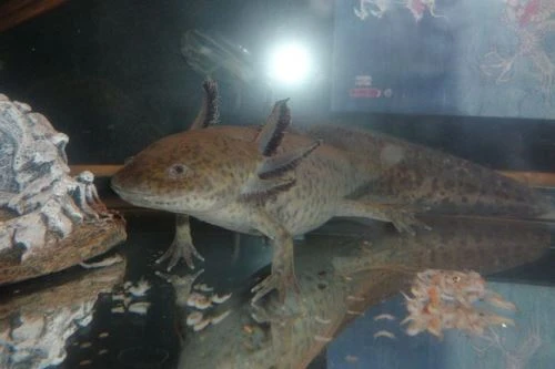 Axolotl plavající v akváriu s dekorací.