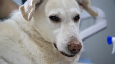 Bílý pes s vyjadřujícíma očima v veterinárním prostředí.