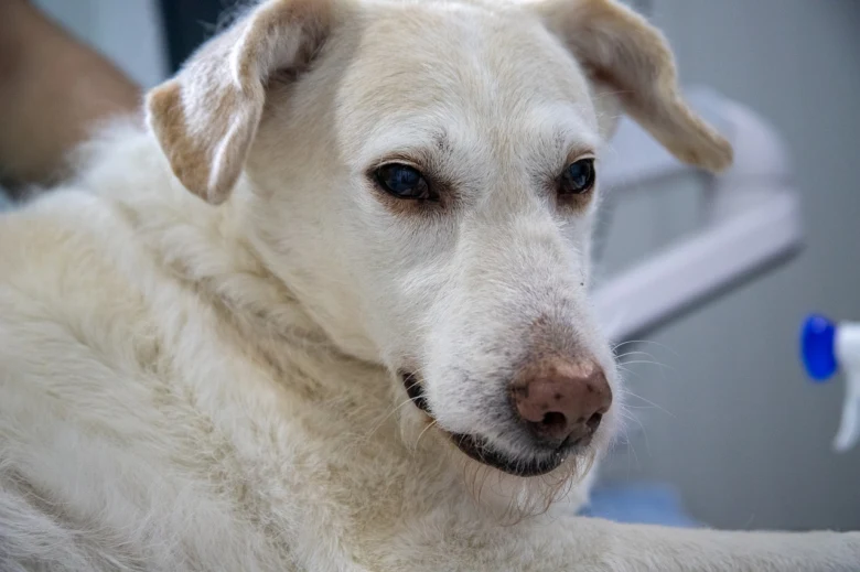 Bílý pes s vyjadřujícíma očima v veterinárním prostředí.