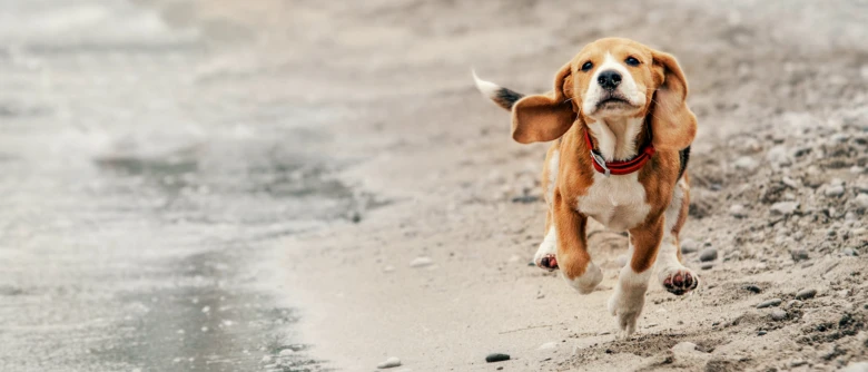 Štěně basset hound běžící po pláži směrem k divákovi.