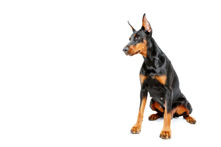 Doberman sitting with erect ears