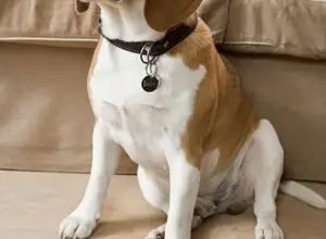 Beagle pes sedí v interiéru před pohovkou.