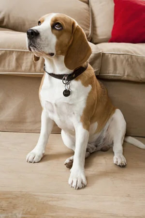 Beagle pes sedí v interiéru před pohovkou.