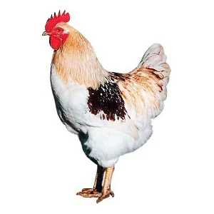 Bílý kohout s hnědými skvrnami stojící v profilu.