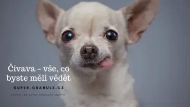 Blízký záběr na tvář štěněte čivavy s vystrčeným jazykem.