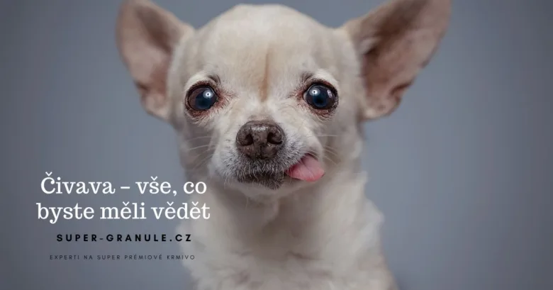 Blízký záběr na tvář štěněte čivavy s vystrčeným jazykem.