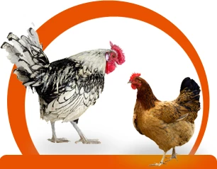 Dva kuřata stojící vedle sebe na bílém pozadí s oranžovým kruhem.