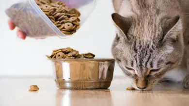 Cat eating dry food