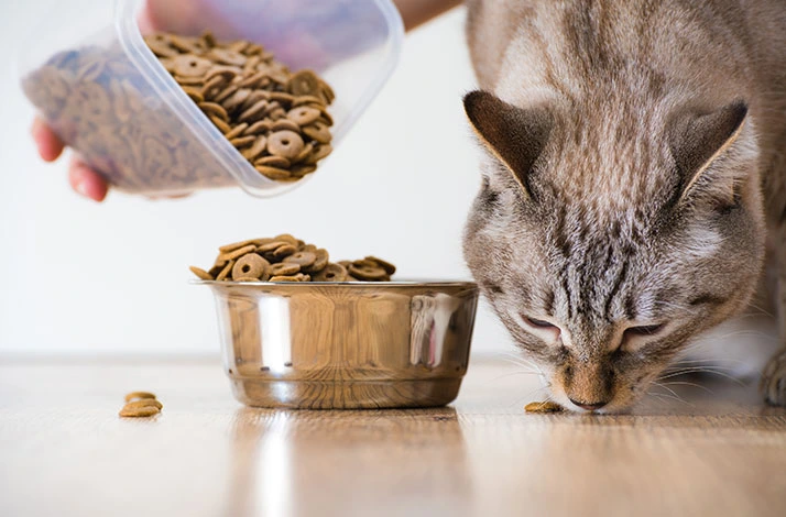 Cat eating dry food