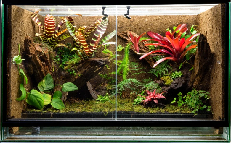 Terárium s rostlinami pro chameleony v přírodním prostředí