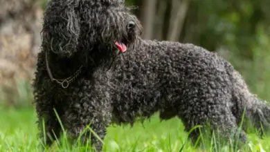 Black curly dog
