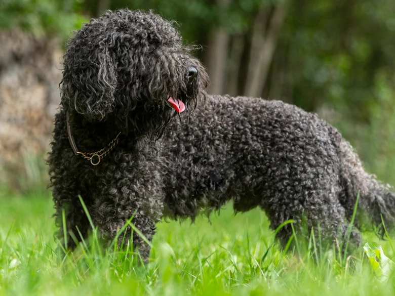 Black curly dog