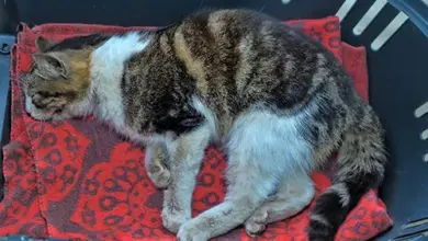 Spící kočka v korbě na červeném deku.