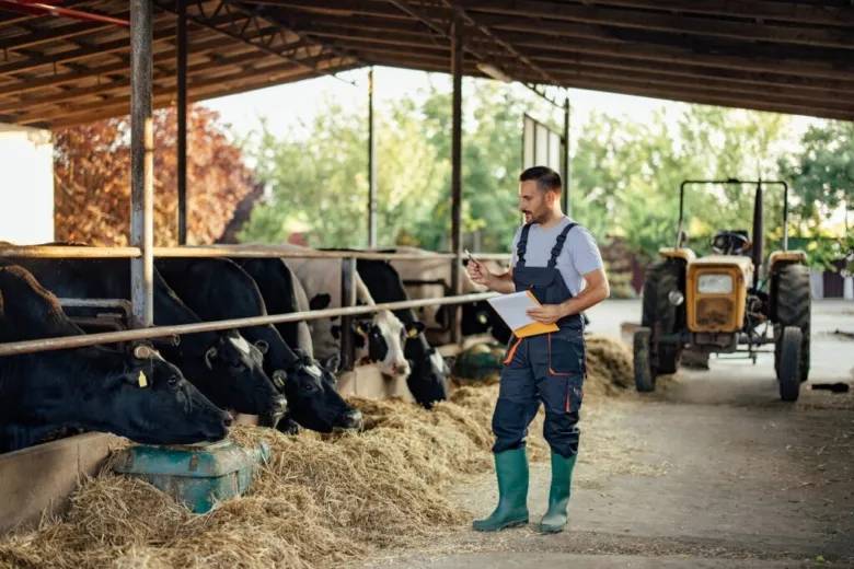 Farmař s kravami v chlévě při krmení senem.