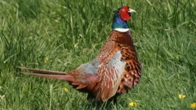 Mužský bažant stojí na trávníku s žlutými květy.