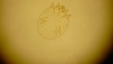 Mikroskopický pohled na svrabu ovce Psoroptes ovis