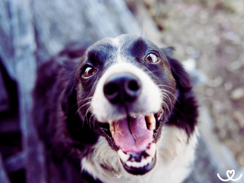 Blízký záběr na šťastného border collieho s otevřenou pusou.