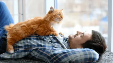 Oranžová kočka leží na hrudi muže v plátnové košili.