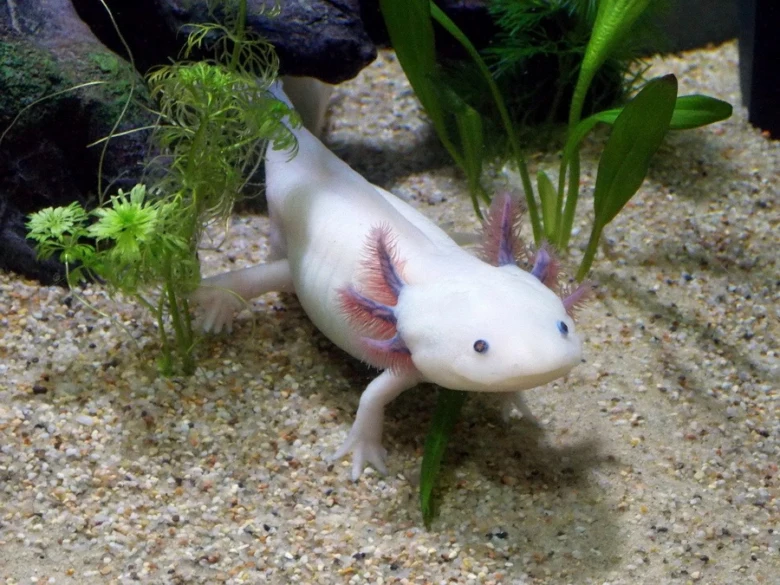 Bílý axolotl plaví se v akváriu mezi vodními rostlinami.