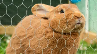 Hnědý králík sedí v kleci za drátěným plotem.