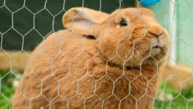 Hnědá králík sedí za drátěným plotem v volném chovu.