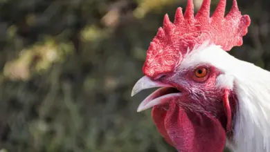 Blízký záběr na hlavu kohouta s červeným ostruhem.