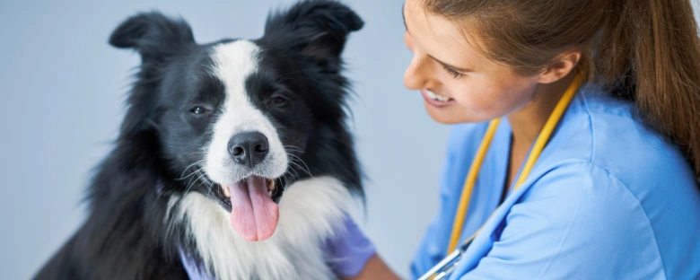 Veterinářka s psem při vyšetření v ordinaci.