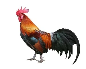 Kresba kohouta s barevným peřím na bílém pozadí.