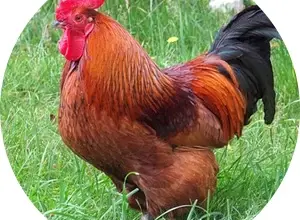 Kohout stojí na trávníku s červenou hřívou.