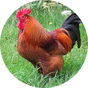 Kohout stojí na trávníku s červenou hřívou.