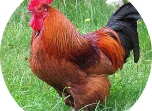 Rooster in grass