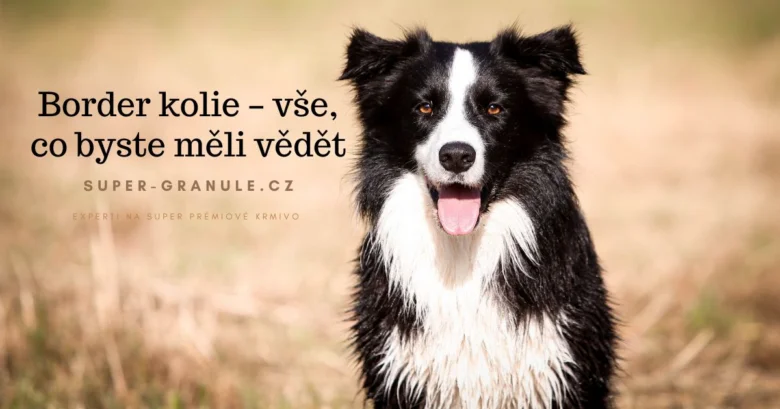 Šťastný border kolie sedící na travnatém pozadí.