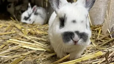 Bílý králík s černými skvrnami kolem očí sedí na slámě v kleci.