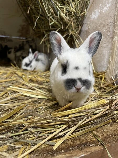 Bílé králičí mládě s černými skvrnami sedící na seně