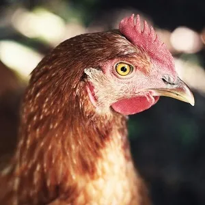 Hlava hnědé slepice s otevřeným okem na pozadí.