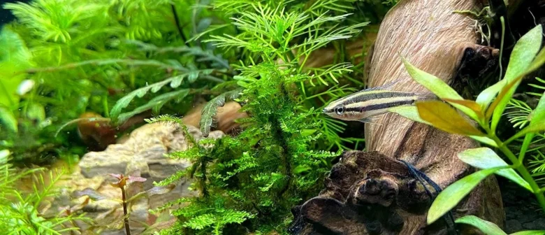 Akvarium s rybou a vodními rostlinami v přírodním prostředí.