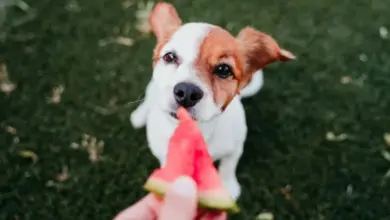 Malý pes se dívá na kousek melona držený v ruce.