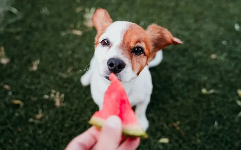 Malý pes se dívá na kousek melona držený v ruce.