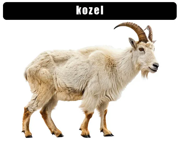 Bílá koza s rohy na bílém pozadí pro článek o stravě koz.