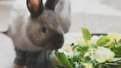 Králík sněží čerstvou zeleninu v mísce.