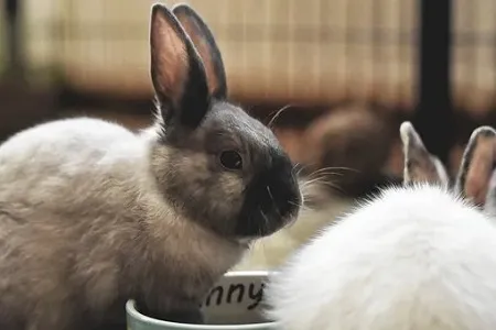 Králík se krmí z misky v kleci s dalším králičkem.