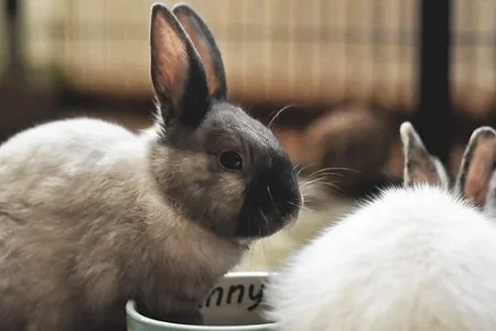 Králík s nakloněnou hlavou v blízkém záběru.