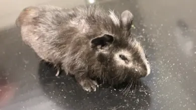 Morčete s výrazným vypadáváním srsti ležící na tmavé ploše.