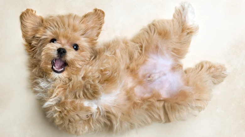 Maltipoo štěně leží na zádech s otevřenou pusou.